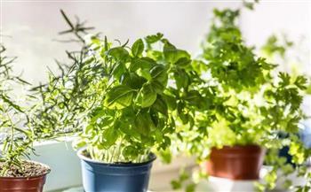 التواصل مع الطبيعة يعزز صحتك النفسية.. علم النفس يوضح