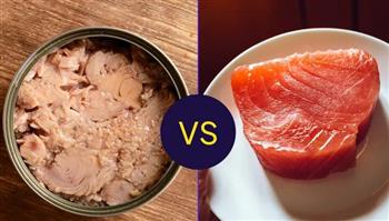 التونة الطازجة أم المعلبة.. أيهما أغنى بأحماض أوميجا 3 والبروتين؟ تقرير يجيب 