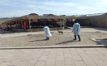 "الزراعة": تحصين وتعقيم أكثر من 11 ألف كلب حر منذ شهر يناير 