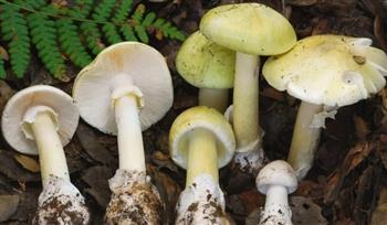 ذعر في كاليفورنيا.. وفيات غير مسبوقة بسبب الفطر السام