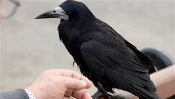 نقر زجاج الطوارئ في مستشفى.. غراب مصاب يطلب العلاج