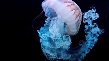 حيلة أدهشت العلماء.. كائن بحري لا يموت