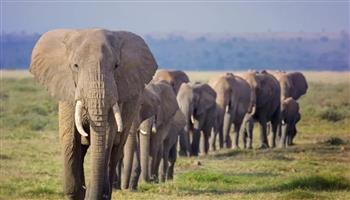 فيلة غاضبة تقتحم قرية هندية وتسحق السكان