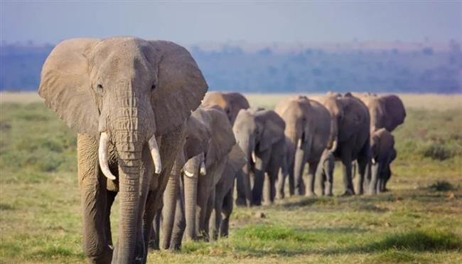 فيلة غاضبة تقتحم قرية هندية وتسحق السكان