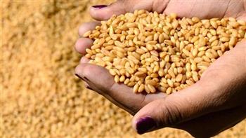 سعر توريد القمح المحلي يرتفع لموسم 2026.. الحكومة تدعم الفلاحين بـ4 مليارات جنيه