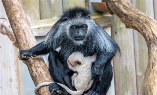 حدث استثنائي.. ولادة قرد أبيض نادر مهدّد بالانقراض