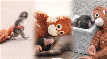 هجرته أمّه فتعلّق بدمية.. القرد "بانش" اليتيم الذي أبكى العالم