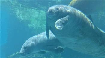 خروف البحر «روميو» يدخل «جينيس» برقم قياسي