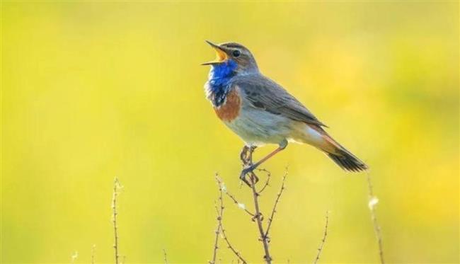 رغم المسافات البعيدة.. طيور العالم تصدر صرخات تحذيرية متشابهة