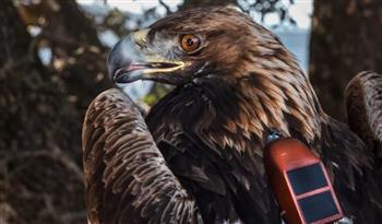 التدخل البشري يسبب كارثة في سلوك الطيور الجارحة