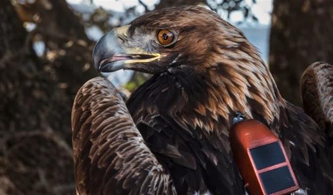 التدخل البشري يسبب كارثة في سلوك الطيور الجارحة