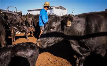 صادرات أستراليا من اللحوم إلى أمريكا تنجو من رسوم ترامب الجديدة
