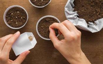 دراسة تحليلية حول زراعة أصناف بذور الطماطم في مصر: اتجاهات السوق ومعايير الاختيار