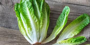 اختار الخس على مائدة سحورك