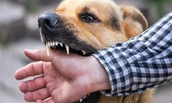 123 ألف شخص يتلقون مصل داء الكلب في إسطنبول خلال عام
