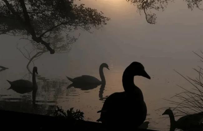 قلق في لندن بعد نفوق عشرات البجع بشكل غامض