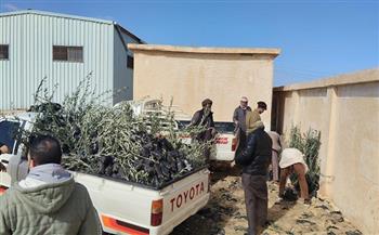 "الزراعة" توزع 33 ألف شتلة زيتون بالمجان لدعم التجمعات البدوية في مطروح
