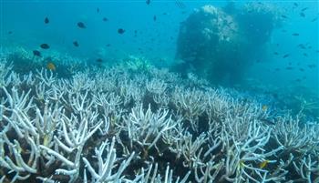 دراسة تكشف مفاجأة.. كيف تتأثر الشعاب المرجانية بتغير المناخ؟