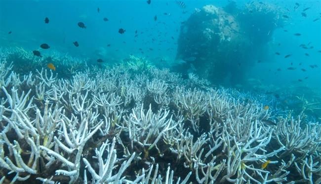 دراسة تكشف مفاجأة.. كيف تتأثر الشعاب المرجانية بتغير المناخ؟
