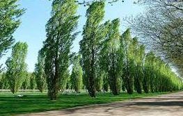 خبير بيئي: المبادرة الرئاسية لزراعة 100 مليون شجرة ذات بعد دولي