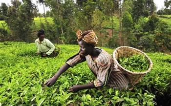 تقرير: أفريقيا تشهد انخفاضًا في مساحة أراضيها المزروعة بالزراعة العضوية لأول مرة منذ 10 سنوات