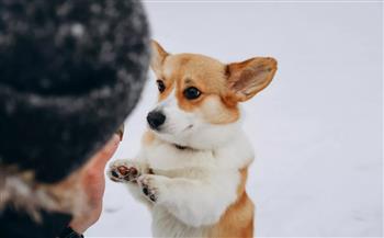  تسبب في فوضى.. كلب ينفّذ جريمة نيابة عن صاحبه| فيديو
