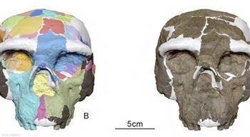 جمجمة عمرها مليون عام تكشف مفاجأة صدمت العلماء