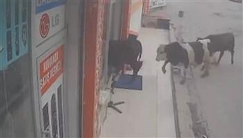  فيديو.. قطيع من الأبقار الهاربة تنفذ اقتحامًا صادمًا على متجر