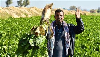 الشركة القابضة للصناعات الغذائية تطلق موسم حصاد بنجر السكر بأسعار محفزة للمزارعين