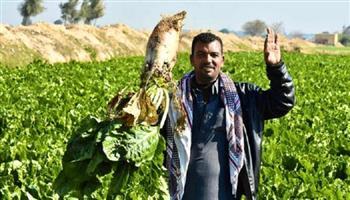 الشركة القابضة للصناعات الغذائية تطلق موسم حصاد بنجر السكر بأسعار محفزة للمزارعين