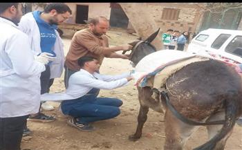 محافظ القليوبية يتابع جهود القافلة البيطرية المجانية لدعم صغار المربين بقرية "طحانوب" بشبين القناطر