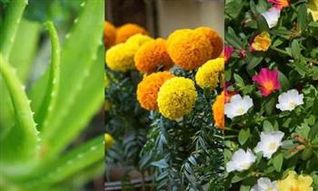 نباتات وزهور تضفي البهجة على شرفتك.. منها الصبار