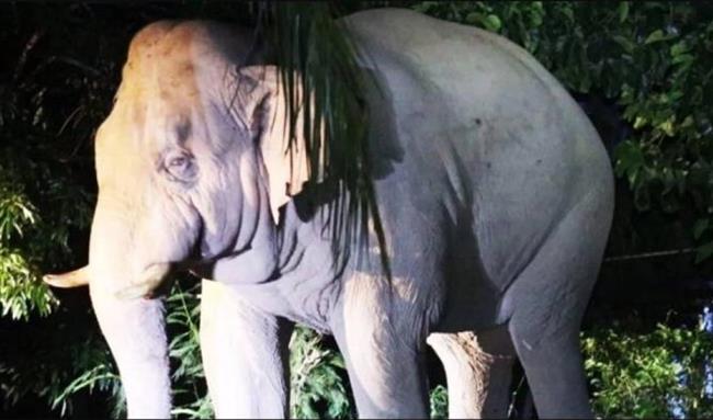 الضحية الثالثة له.. فيل يقتل سائحًا في منتزه بتايلاند