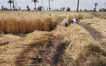 محافظ المنيا يوجّه بتنفيذ خطة موسعة لمكافحة القوارض لحماية محاصيل القمح والقصب