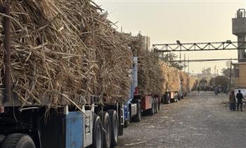 منذ بدء موسم التوريد.. «القابضة للصناعات الغذائية»: استلام مليون و100 ألف طن قصب وإنتاج 95 ألف طن سكر