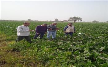 "الزراعة" تواصل حملاتها لمتابعة زراعات القمح ومكافحة الآفات ودعم المزارعين