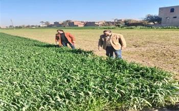 زراعة سوهاج تواصل حملاتها لمتابعة زراعات القمح ومكافحة الآفات