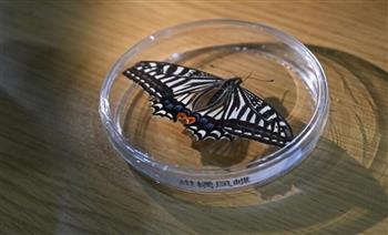 لأول مرة.. فراشة تفقس في الفضاء