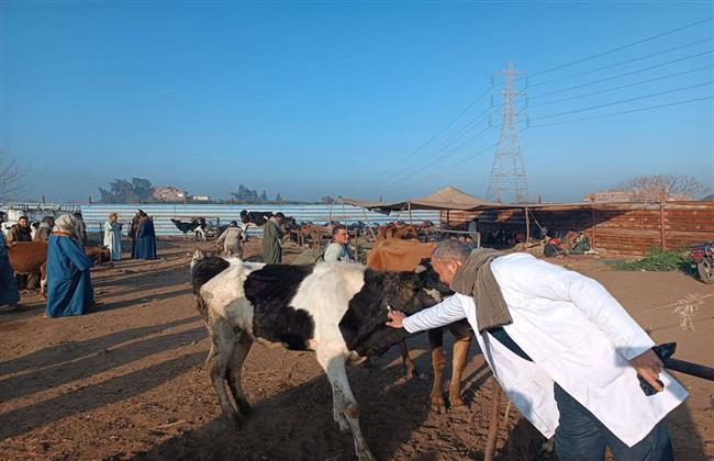 «الزراعة»: تحصين أكثر من 2.1 مليون رأس ماشية ضد الحمى القلاعية