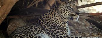 اليوم.. الأمم المتحدة تحتفل باليوم الدولي للنمر العربي لإذكاء الوعي والحفاظ عليه من الانقراض