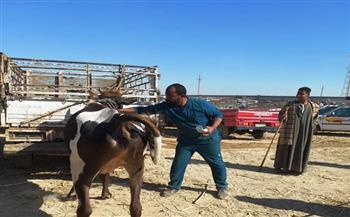 محافظ أسوان يتابع جهود مديرية الطب البيطرى فى متابعة الأسواق وتعزيز الرقابة على المنتجات الحيوانية