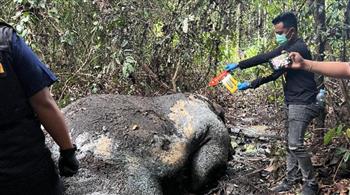 إندونيسيا.. تحقيق رسمي في مقتل فيل وقطع رأسه 
