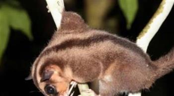 إندونيسيا.. ظهور غريب لحيوان منقرض منذ 6000 عام