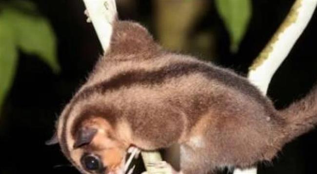 إندونيسيا.. ظهور غريب لحيوان منقرض منذ 6000 عام