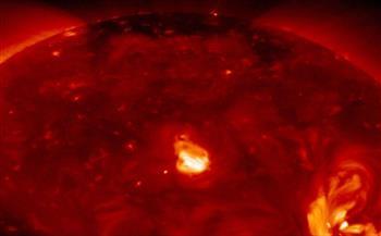 في كل مكان.. التماسيح تنتشر في أستراليا بعد الفيضانات