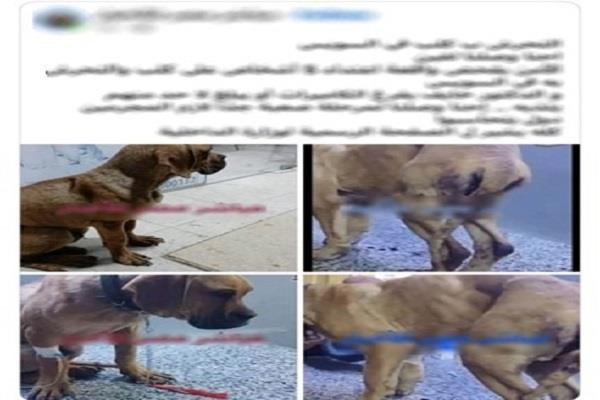 الداخلية تكشف حقيقة التعدي على كلب بالسويس وتضبط ناشرة ادعاء كاذب| صور