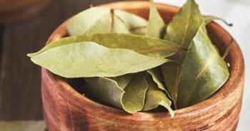 ورق اللورا ضروري  في طبق الشوربة برمضان