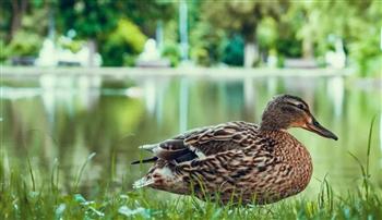 صيني يعثر على كنز من الذهب داخل أحشاء "بطة" أثناء الطهر