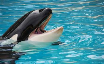 لغز الزعانف الممزقة.. العلماء يكشفون سرًا صادمًا عن الحيتان