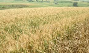 أسعار القمح تسجل ارتفاعًا طفيفًا خلال التداولات الأخيرة